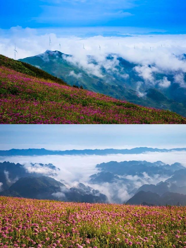 阿西里西韭菜，歡迎大家光臨