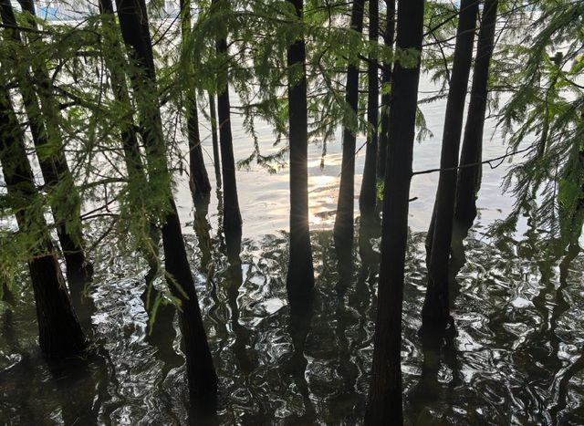 獨墅湖公園:都市綠洲,心靈的棲息地。