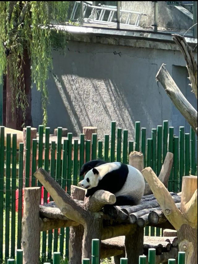 Shenyang forest Zoo