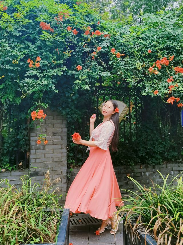盛開的凌霄花,驚艷了整個夏天。