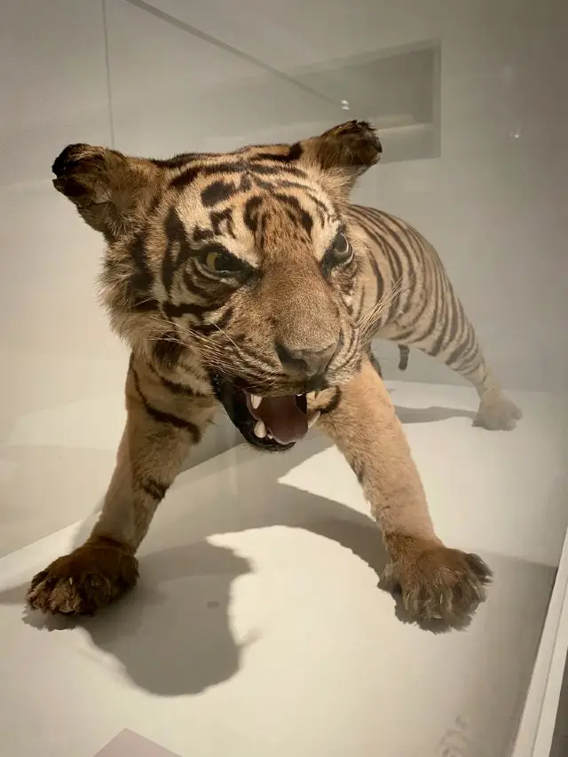 新加坡| 李光前自然歷史博物館