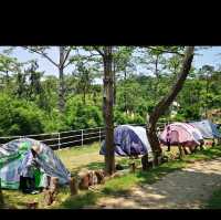 Camping in Hongkong farm 