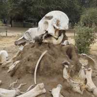 Tarangire national park wildlife 