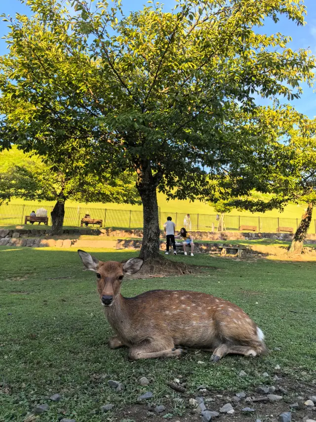 Feeding deer in Nara, Japan is a great experience.