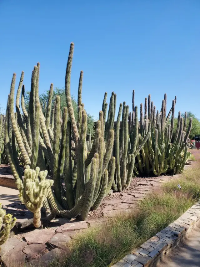 フェニックス砂漠植物園で自然の神秘を体験しましょう。