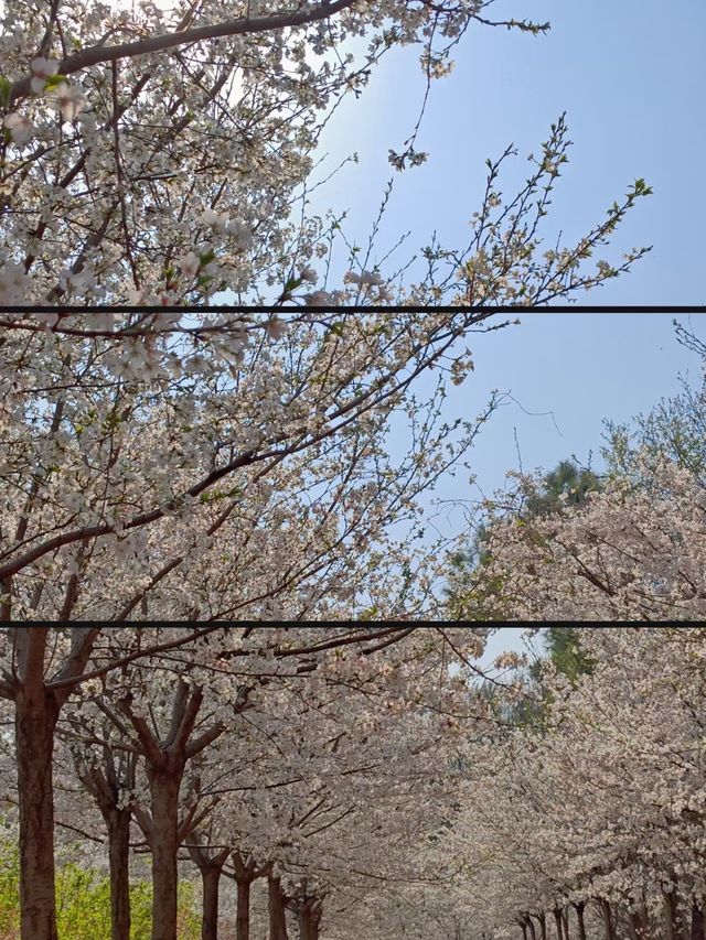 滁州鳳陽櫻花谷。