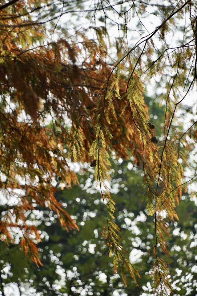 廣州天河區樹木公園|地鐵直達的草地溪流森林地。