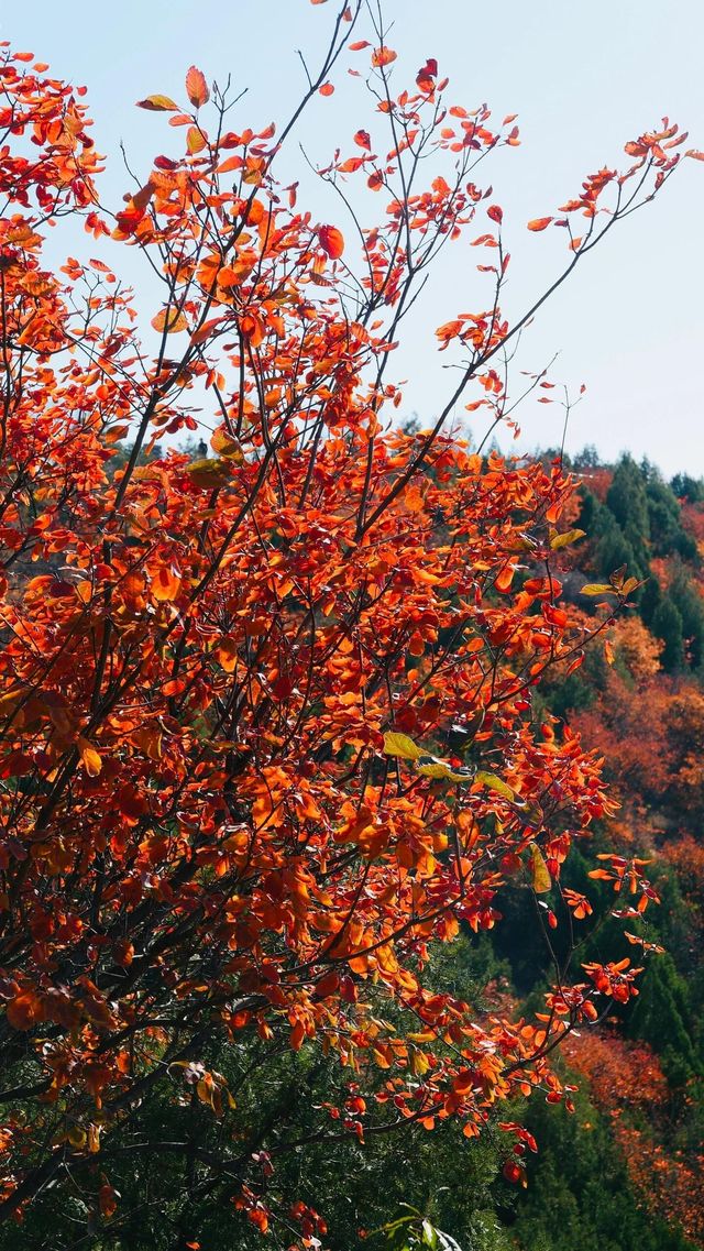 北京順義舞彩淺山。