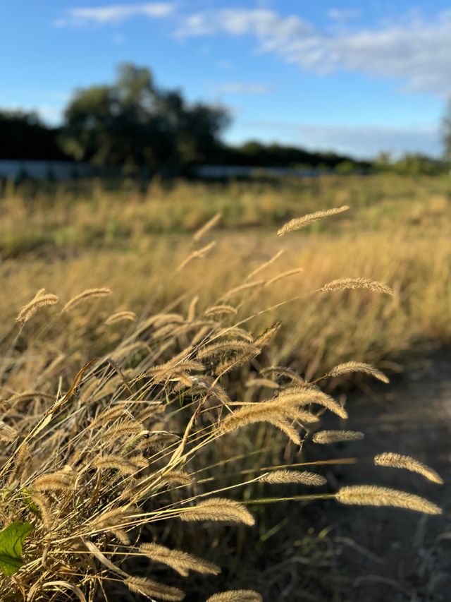 北京南苑濕地森林公園。