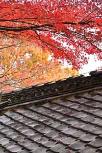 Nagoya's Higashiyama Zoo Offers Stunning Autumn Foliage