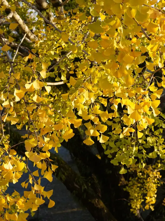 5일간의 일본 여행 초상세 가이드 지금 저장하세요.