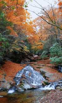光霧山超詳細攻略 | 紅葉盛景一網打盡。
