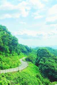 陽台山森林公園｜高處看風景的不止梧桐山！