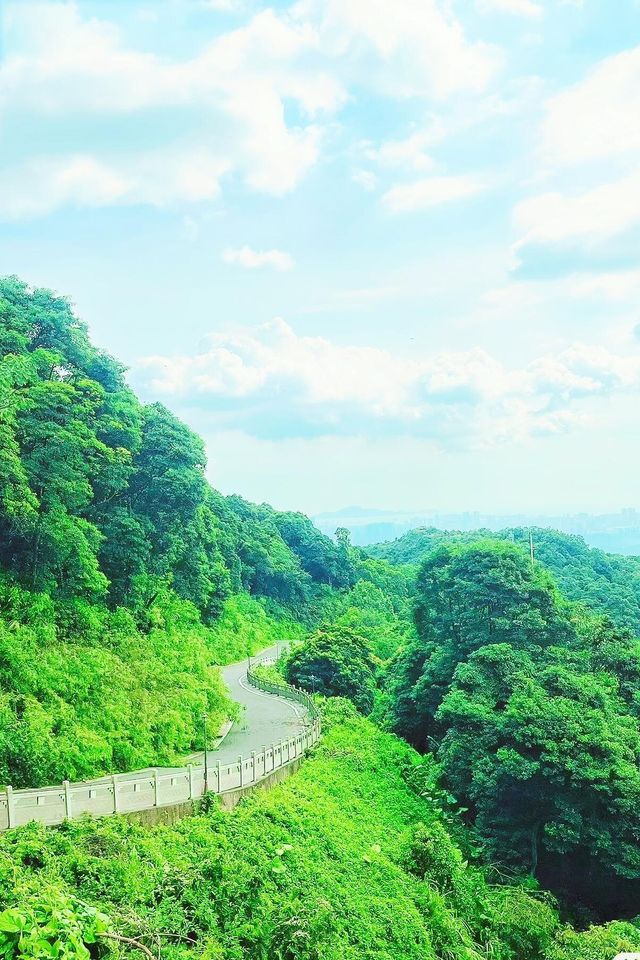 陽台山森林公園｜高處看風景的不止梧桐山！