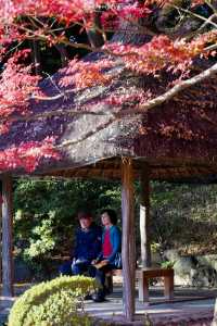 東京賞秋｜最後4天，這個精美的日式庭院不僅有紅葉