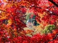 Discover the Charm of Saitama's Little Nordic