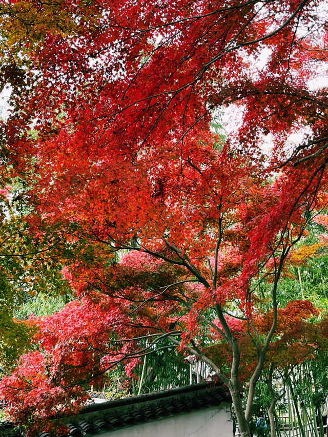 姑蘇秋意：留園秋韻，醉美城市山林