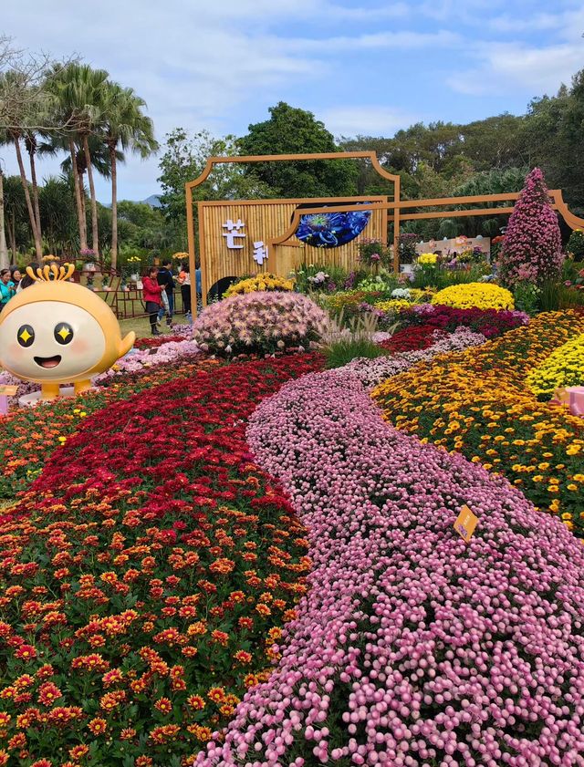 深圳 菊花展