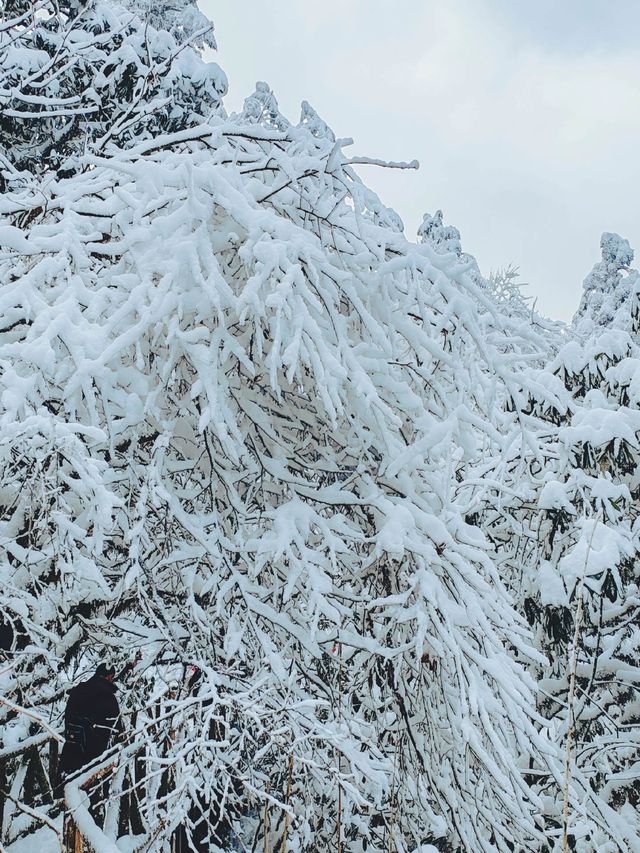 龍蒼溝雪景