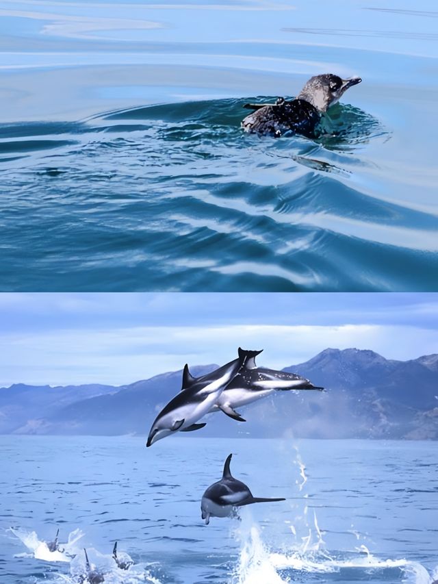 奧克蘭豪拉基灣海洋公園，與海豚共舞的夢幻之旅