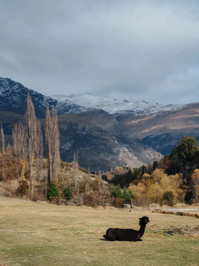 Tour du lịch New Zealand 8 ngày - Hướng dẫn siêu chi tiết Đừng bỏ lỡ