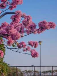 冬日限定｜河邊的紫色花海誰能抗拒