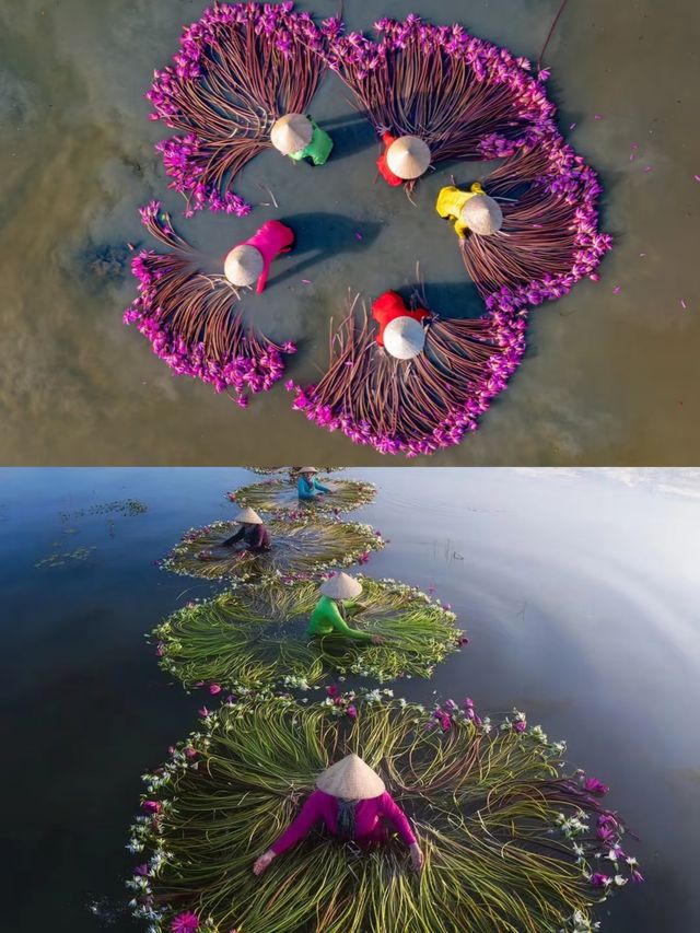 上帝視角俯瞰睡蓮，好驚艷