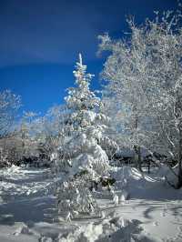 哈爾濱-雪鄉滑雪看這篇就夠別再去錯地方了