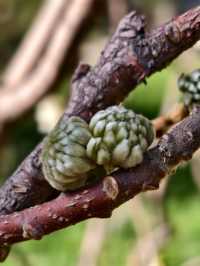 豐慶公園春已至，美好終將來臨！