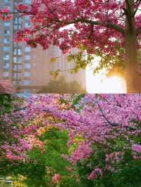 你冇睇錯，呢度唔係三亞，係攀枝花