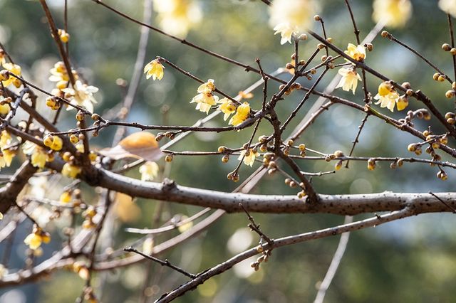 真如公園蠟梅展