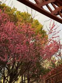 武漢2-5月賞花攻略！是春和景明
