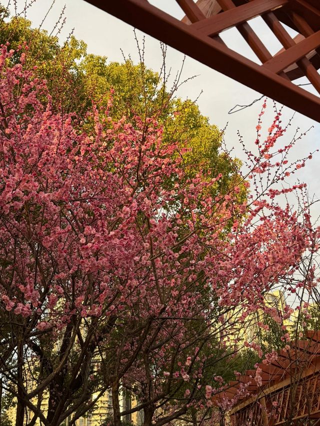 武漢2-5月賞花攻略！是春和景明