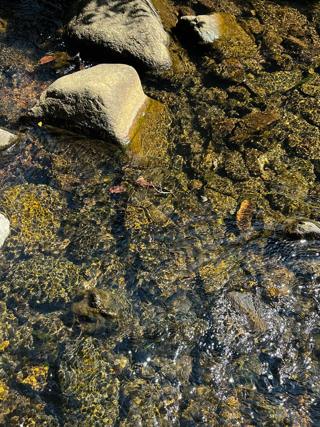 深圳市馬巒山徒步之旅#