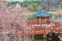 2025北京三月踏春|開花日期&機位|別錯過