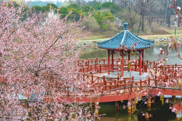 2025北京三月踏春|開花日期&機位|別錯過
