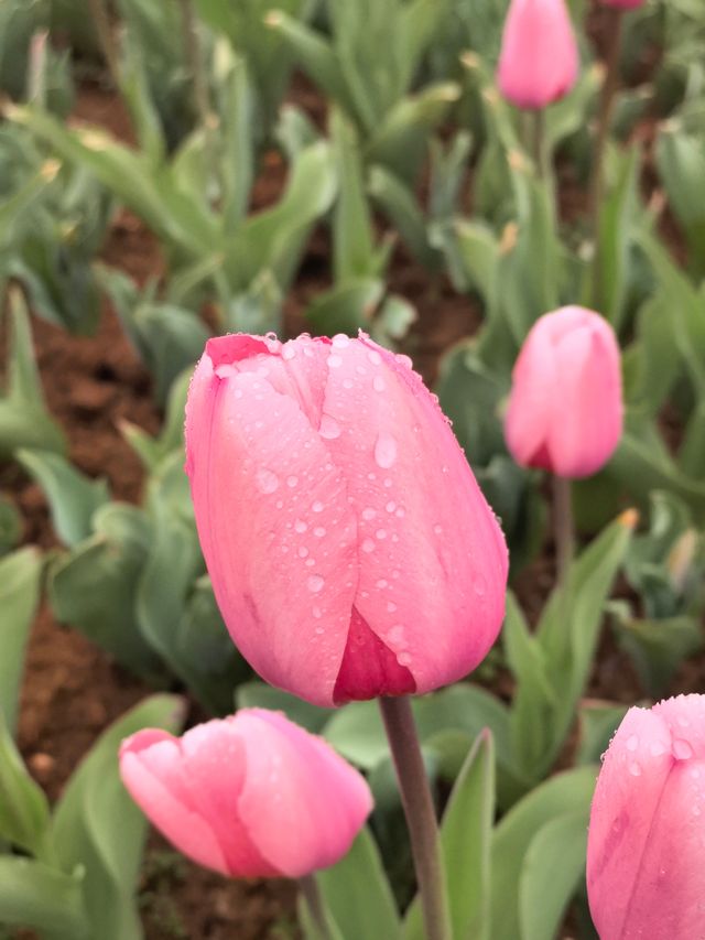 捞漁河濕地公園——鬱金香花展