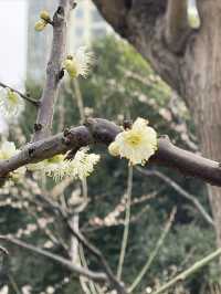 市內公園賞花小攻略