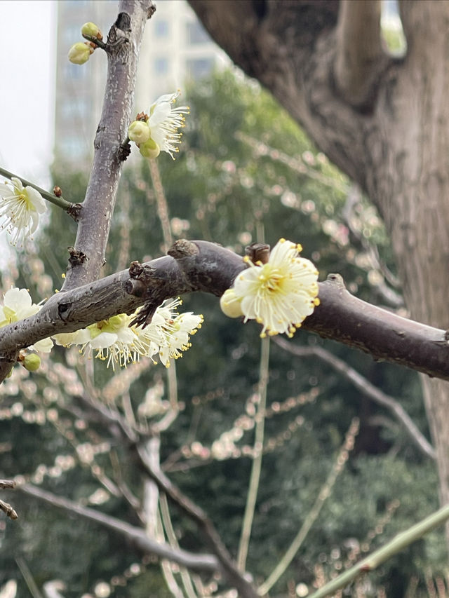 市內公園賞花小攻略