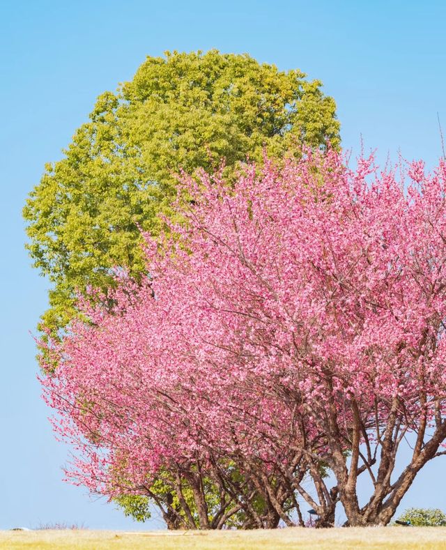 被【浙大】的梅花驚艷到了