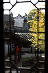 燕園|又一年梅花開了