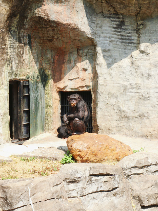 廣州動物園｜與萌寵近距離互動，開啟奇妙之旅
