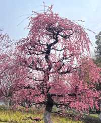 日湖公園
