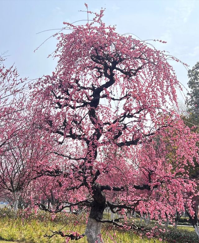 日湖公園
