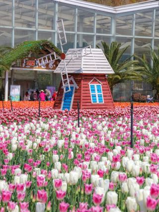 1 Million Tulips in Full Bloom in Kunming