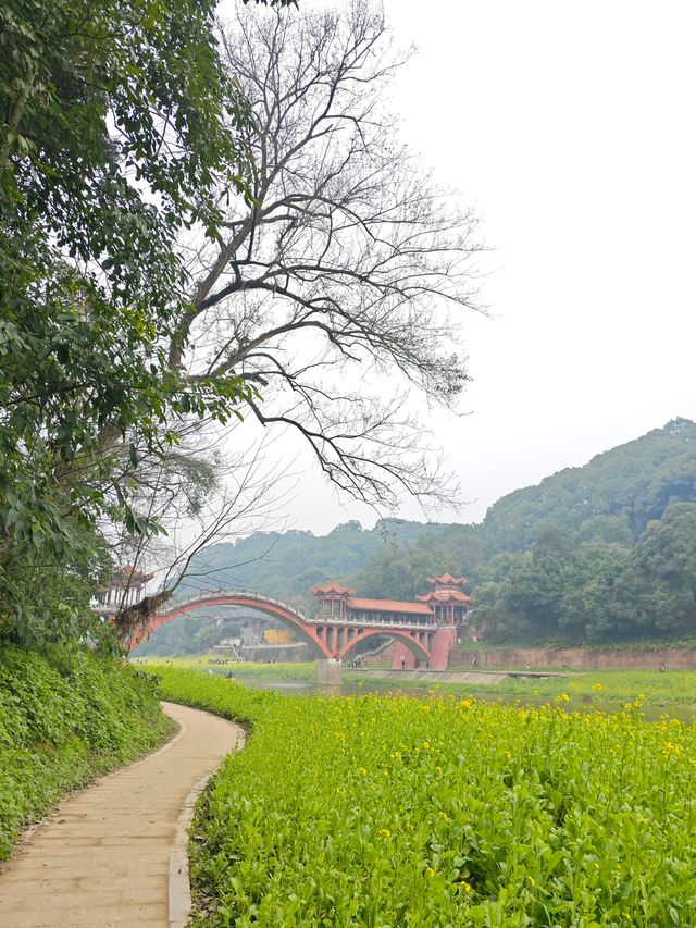 樂山濠上大橋 · 闖進春日油菜花秘境