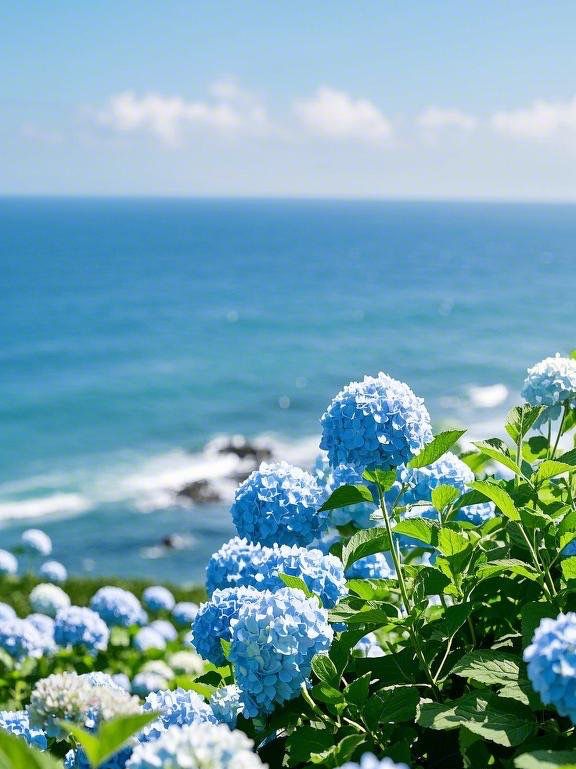 赴一場濟州島繡球花的繽紛之約