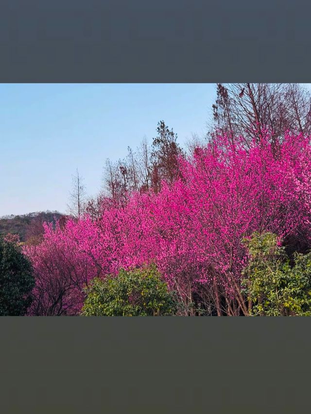 貴州的櫻花，如詩如畫