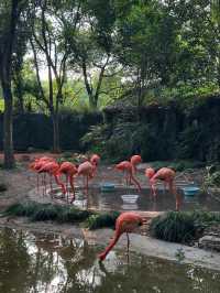 上海動物園｜值得反覆去的好地方