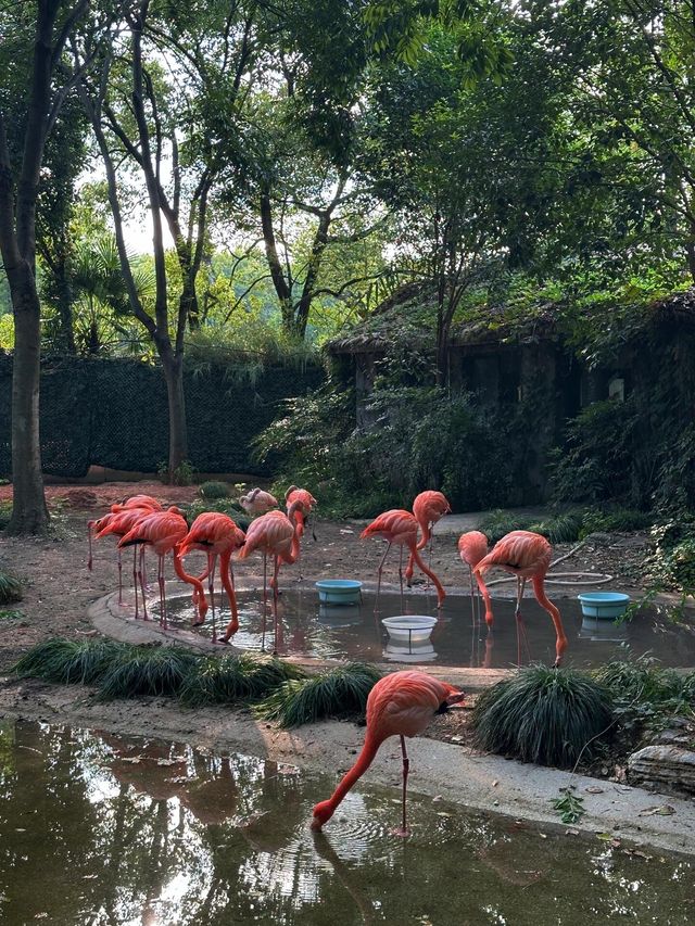 上海動物園｜值得反覆去的好地方